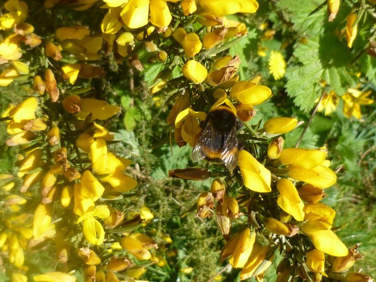Gorse Ulex Europaeus Flower seeds for Planting - Perfect for Borders, Heirloom & GMO Free Seeds for Home Garden