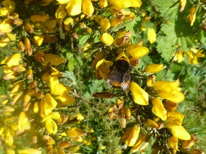 Gorse Ulex Europaeus Flower seeds for Planting - Perfect for Borders, Heirloom & GMO Free Seeds for Home Garden