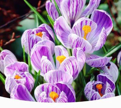 Blue White Crocus Flower seeds for Planting Colorful Display Heirloom & GMO Free Seeds for Home Garden