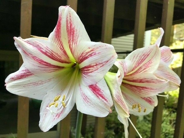 Pink Hippeastrum Rutilum Flower seeds for Planting Sun Loving, Heirloom & GMO Free Seeds for Home Garden vegetable and garden seeds