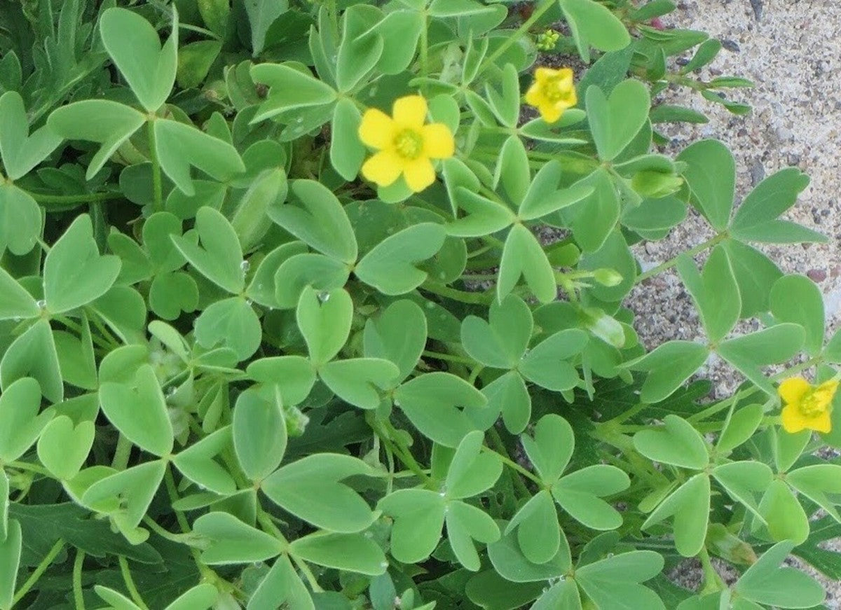 African Oxalis Flower seeds for Planting Compact Growth Heirloom & GMO Free Seeds for Home Garden
