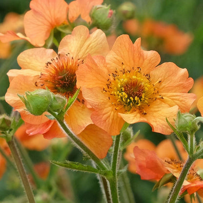 Geum Flower seeds for Planting Fragrant Blossoms Heirloom & GMO Free Seeds for Home Garden