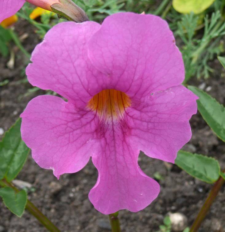 Incarvilla Flower seeds for Planting Vibrant Colors, Heirloom & GMO Free Seeds for Home Garden seeds for planting