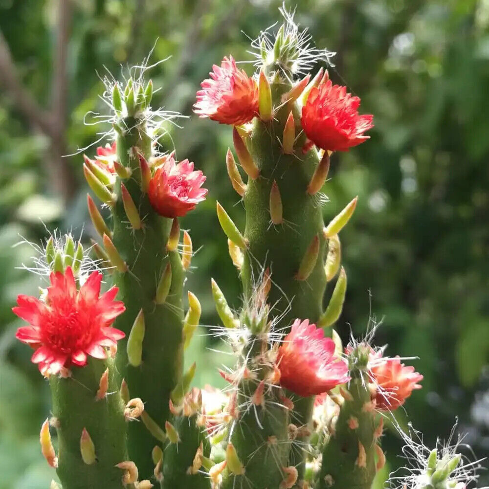 Green Austrocylindropuntia Flower seeds for Planting Cottage Garden Essential, Heirloom & GMO Free Seeds for Home Garden seeds for planting