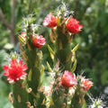 Green Austrocylindropuntia Flower seeds for Planting Cottage Garden Essential, Heirloom & GMO Free Seeds for Home Garden seeds for planting