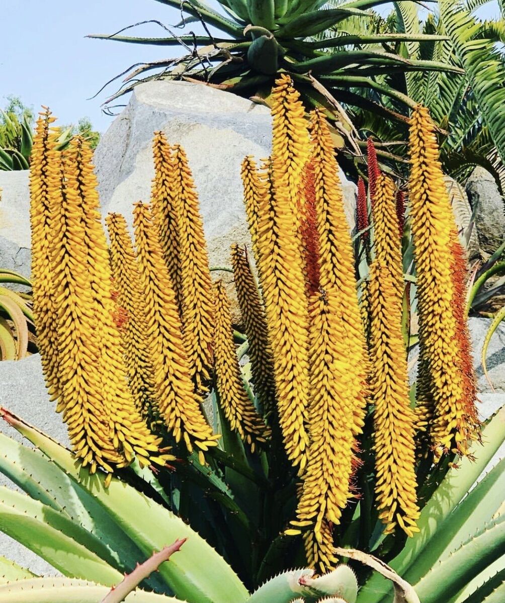 Yellow Aloe Dichotoma Flower seeds for Planting Perfect for Borders, Heirloom & GMO Free Seeds for Home Garden vegetable and garden seeds