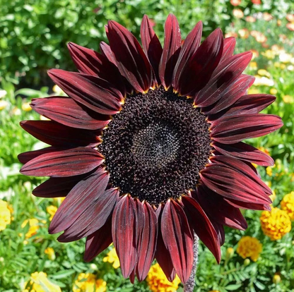 Cherry (Cherry SunFlower) seeds for planting in home garden