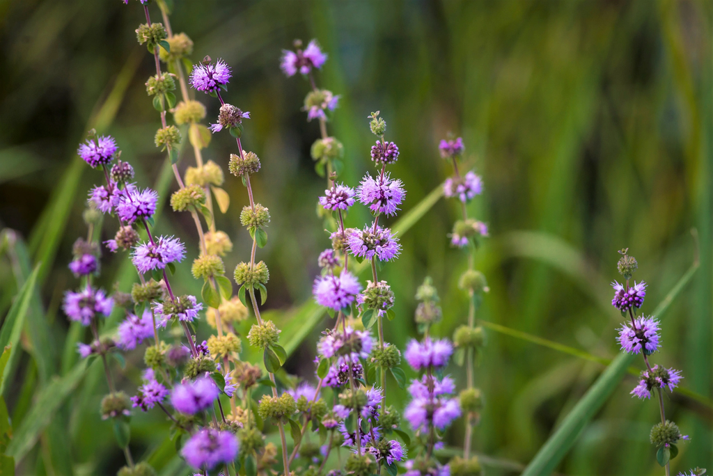 Violet Pennyroyal Flower seeds for Planting Cut Flower Favorite, Heirloom & GMO Free Seeds for Home Garden seeds for planting