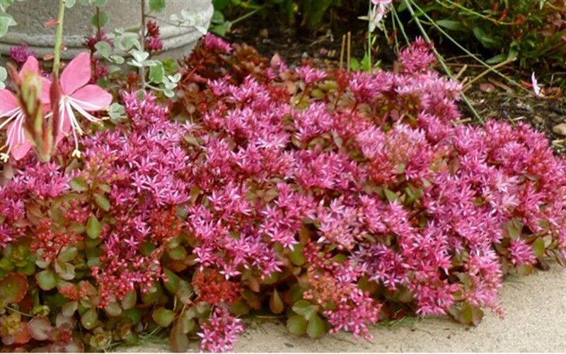 High quality Pink Sedum Flower seeds for Planting Drought Tolerant, Heirloom & GMO Free Seeds for Home Garden seeds pack