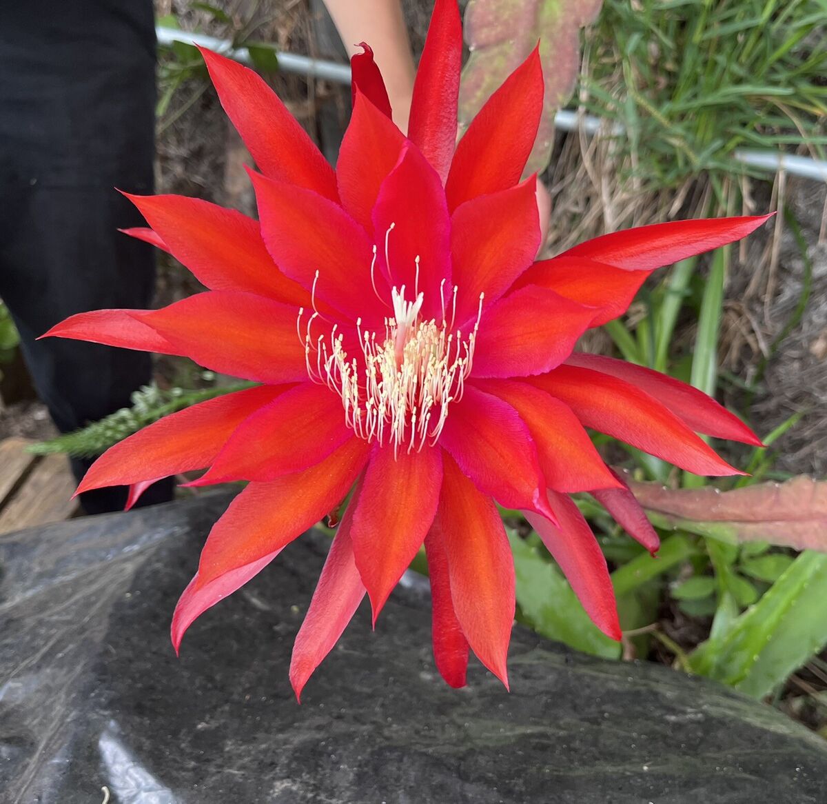 Epiphyllum Flower seeds for Planting Cut Flower Favorite, Heirloom & GMO Free Seeds for Home Garden seeds for planting