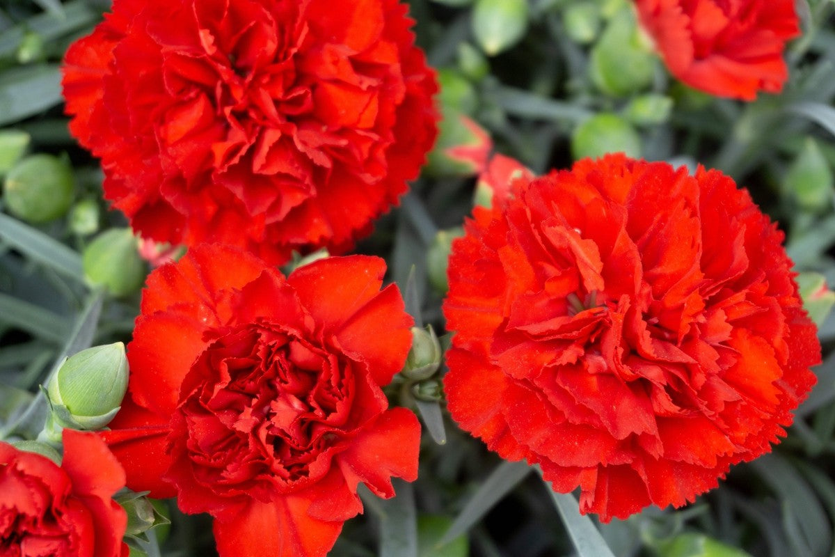 Carnation Red Flower seeds for Planting - Premium Quality, Heirloom & GMO Free Seeds for Home Garden