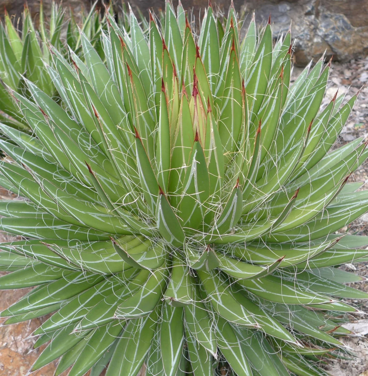 Green Leuchtenbergia Flower seeds for Planting - Long Bloom Season, Heirloom & GMO Free Seeds for Home Garden