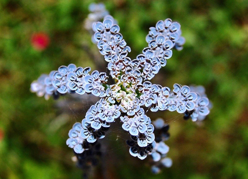 Kalanchoe Flower seeds for Planting Cottage Garden Essential, Heirloom & GMO Free Seeds for Home Garden vegetable and garden seeds