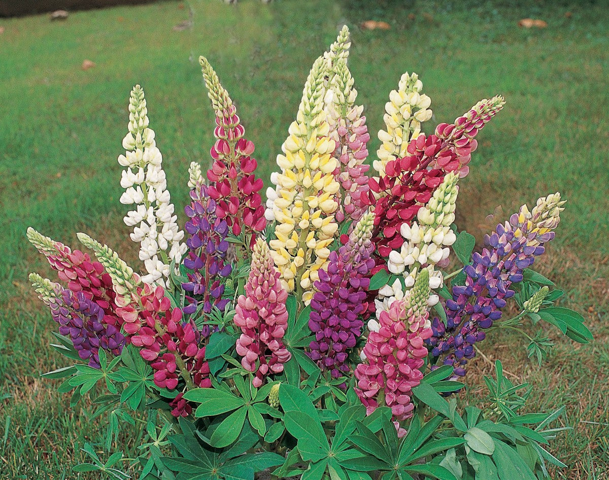 Lupine Flower seeds for Planting Shade Tolerant Heirloom & GMO Free Seeds for Home Garden