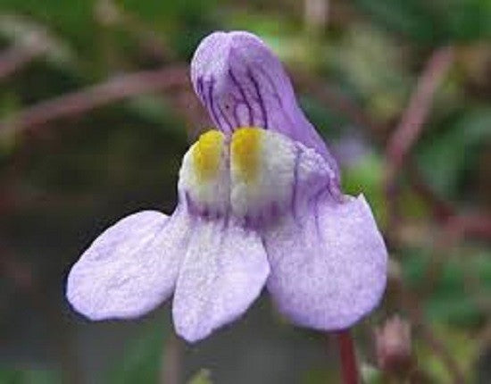 Cymbalaria Muralis Flower seeds for Planting Sun Loving, Heirloom & GMO Free Seeds for Home Garden vegetable and garden seeds