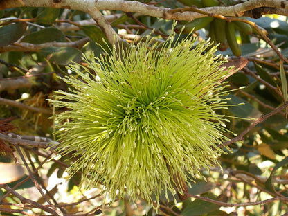 Eucalyptus Lehmannii Flower seeds for Planting Easy to Grow Heirloom & GMO Free Seeds for Home Garden