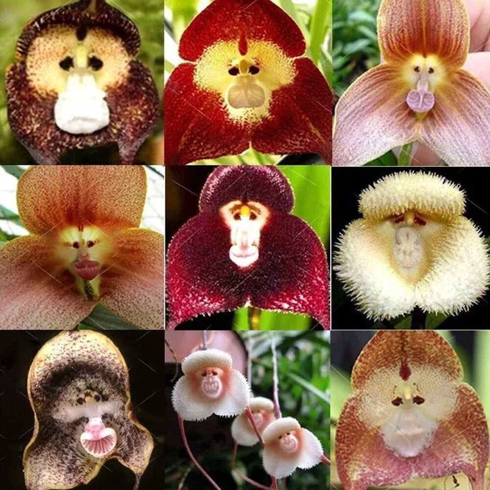 Potted Peru Monkey Face Orchid Seeds Flower seeds for Planting Drought Tolerant Heirloom & GMO Free Seeds for Home Garden