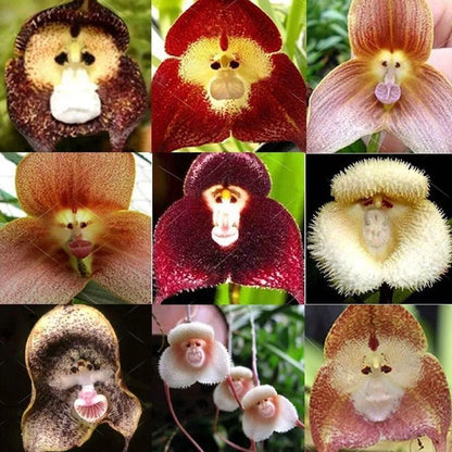 Potted Peru Monkey Face Orchid Seeds Flower seeds for Planting Drought Tolerant Heirloom & GMO Free Seeds for Home Garden