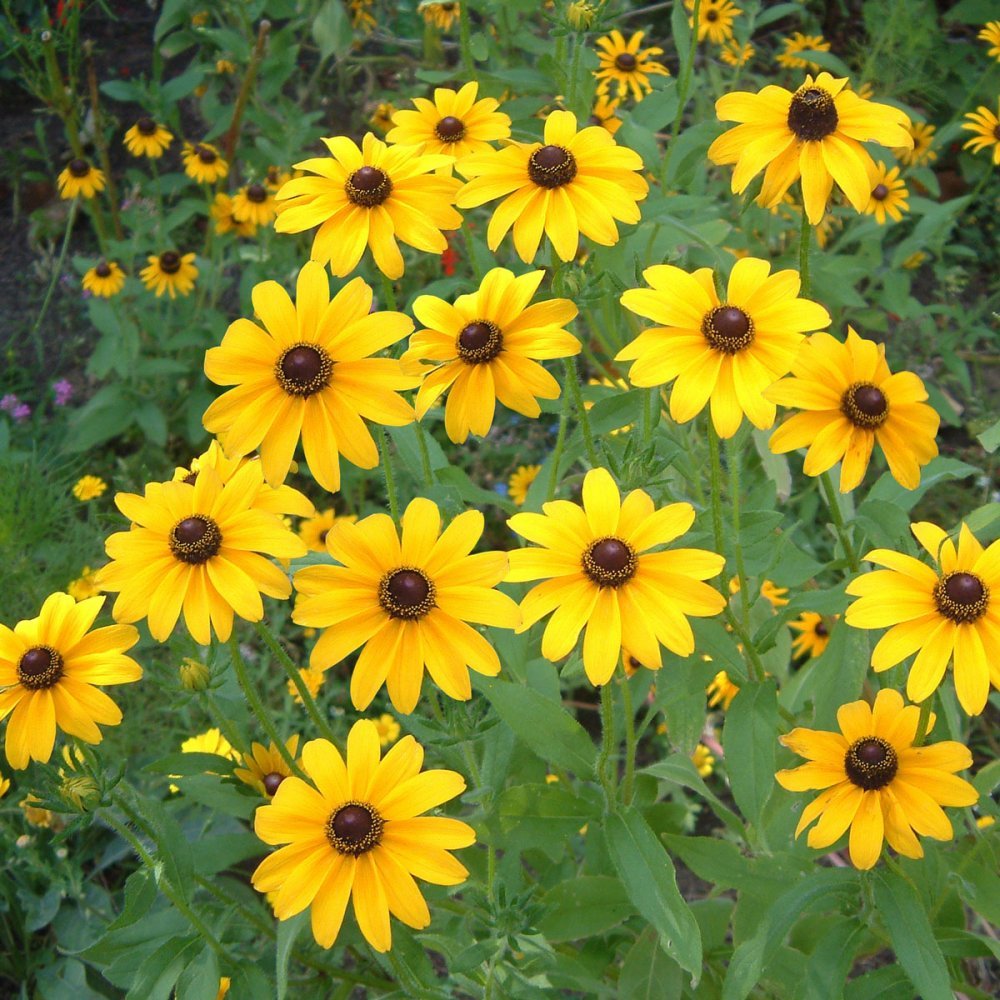 Premium Yellow Goldsturm Flower seeds for Planting Fragrant Blossoms, Heirloom & GMO Free Seeds for Home Garden seeds