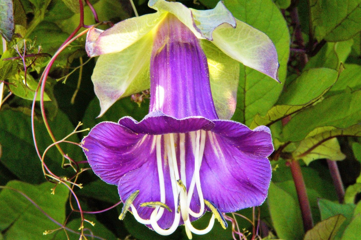 Purple Cathedral Bells Cobaea Scandens Climber Hummingbird Flower seeds for Planting Bright Blooms, Heirloom & GMO Free Seeds for Home Garden vegetable and garden seeds