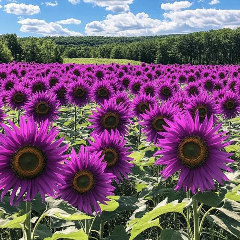 Premium Purple Sunflower Flower seeds for Planting Wildflower Mix, Heirloom & GMO Free Seeds for Home Garden seeds