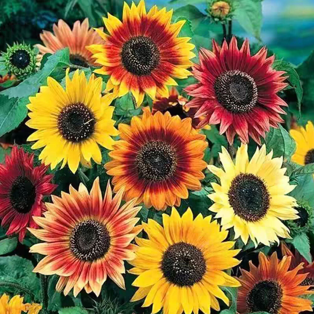 Sunflower Bonsai Flower seeds for Planting Compact Growth Heirloom & GMO Free Seeds for Home Garden