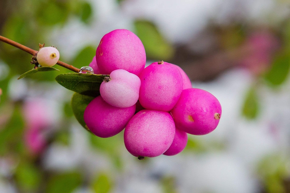 Coralberry Flower seeds for Planting Sun Loving Heirloom & GMO Free Seeds for Home Garden