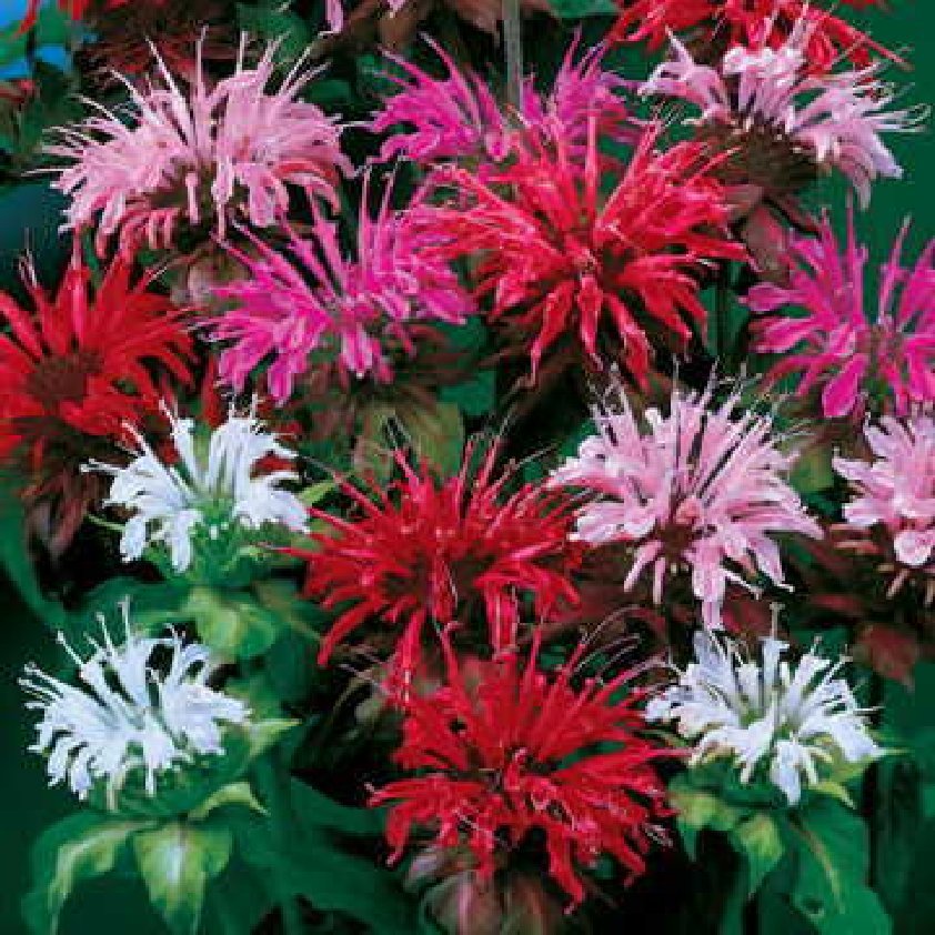 Mix Bergamot Flower seeds for Planting Pollinator Friendly Heirloom & GMO Free Seeds for Home Garden