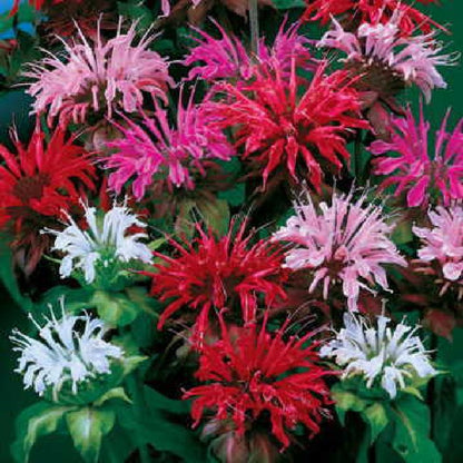 Mix Bergamot Flower seeds for Planting Pollinator Friendly Heirloom & GMO Free Seeds for Home Garden