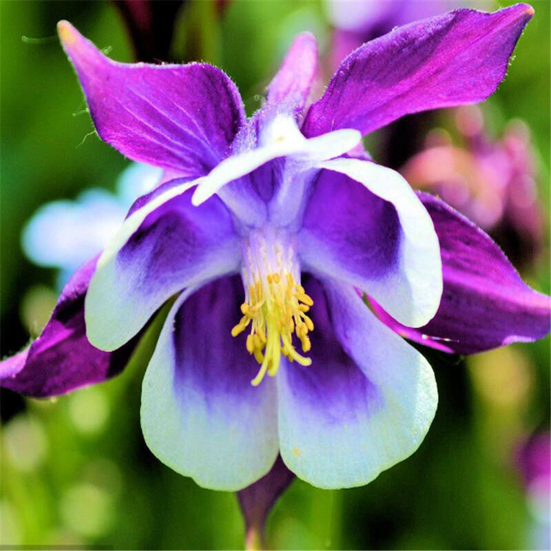 Premium Purple Aquilegia Flower seeds for Planting Easy to Grow, Heirloom & GMO Free Seeds for Home Garden seeds