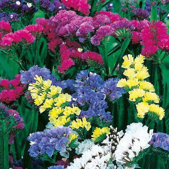 Premium Mixed Colors Lavender Flower seeds for Planting Seasonal Bloomer, Heirloom & GMO Free Seeds for Home Garden seeds