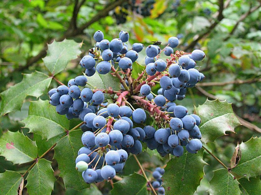 Oregon Grape Holly Fruit Vine (Mahonia aquifolium) Seeds