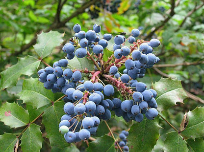 Oregon Grape Holly Fruit Vine (Mahonia aquifolium) Seeds