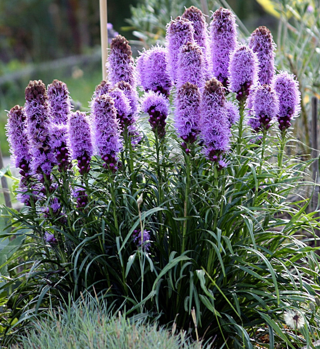 Purple Liatris Spicata Flower seeds for Planting Low Maintenance, Heirloom & GMO Free Seeds for Home Garden seeds for planting
