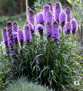 Purple Liatris Spicata Flower seeds for Planting Low Maintenance, Heirloom & GMO Free Seeds for Home Garden seeds for planting