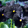 Black Pansy Flower seeds for Planting Cut Flower Favorite, Heirloom & GMO Free Seeds for Home Garden seeds for planting