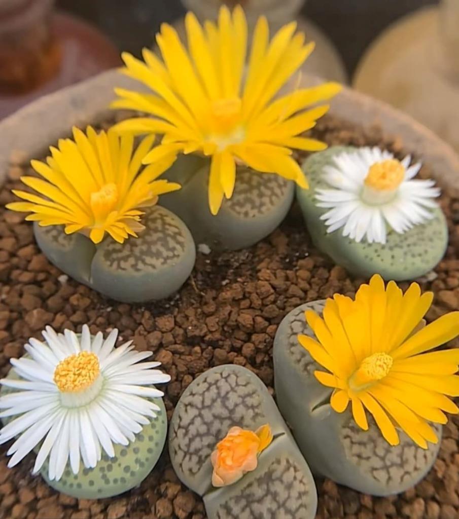 Living Stone Succulent Flower seeds for Planting Vibrant Colors, Heirloom & GMO Free Seeds for Home Garden vegetable and garden seeds