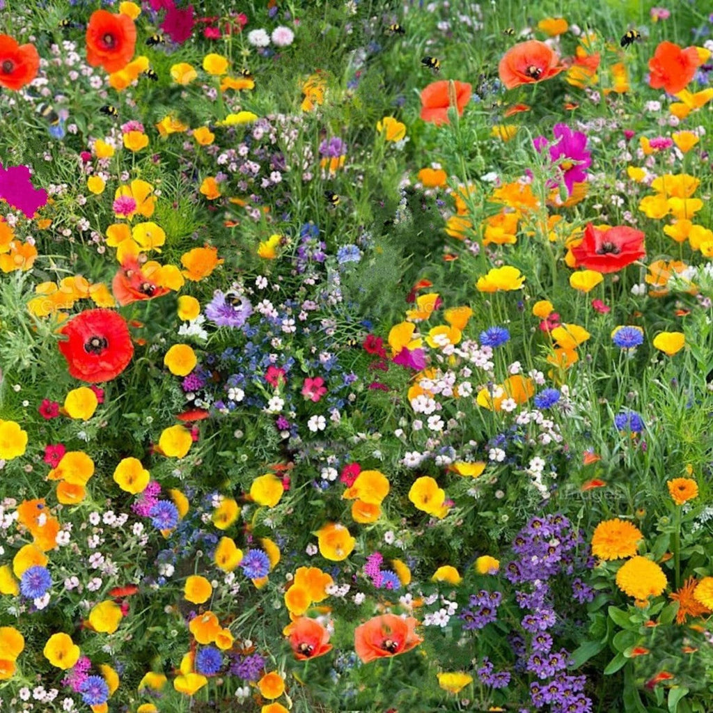 Mixed Cascade Flower seeds for Planting Vibrant Colors, Heirloom & GMO Free Seeds for Home Garden vegetable and garden seeds