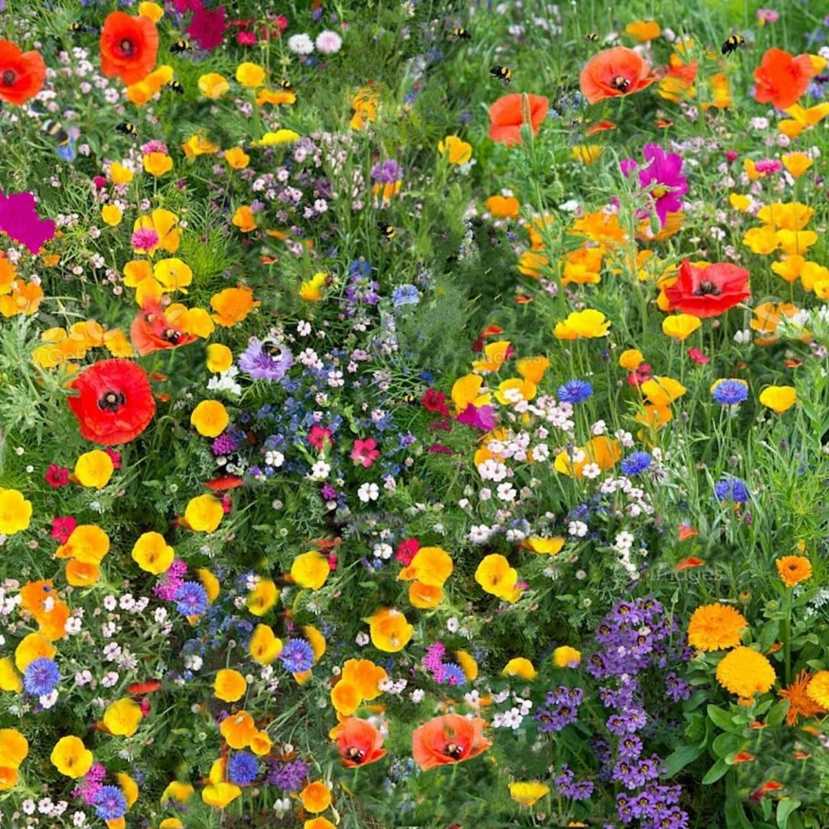 Mixed Cascade Flower seeds for Planting Vibrant Colors, Heirloom & GMO Free Seeds for Home Garden vegetable and garden seeds