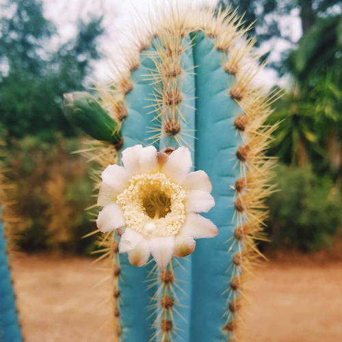 Blue Pilosocereus Flower seeds for Planting Garden Favorite, Heirloom & GMO Free Seeds for Home Garden seeds for planting