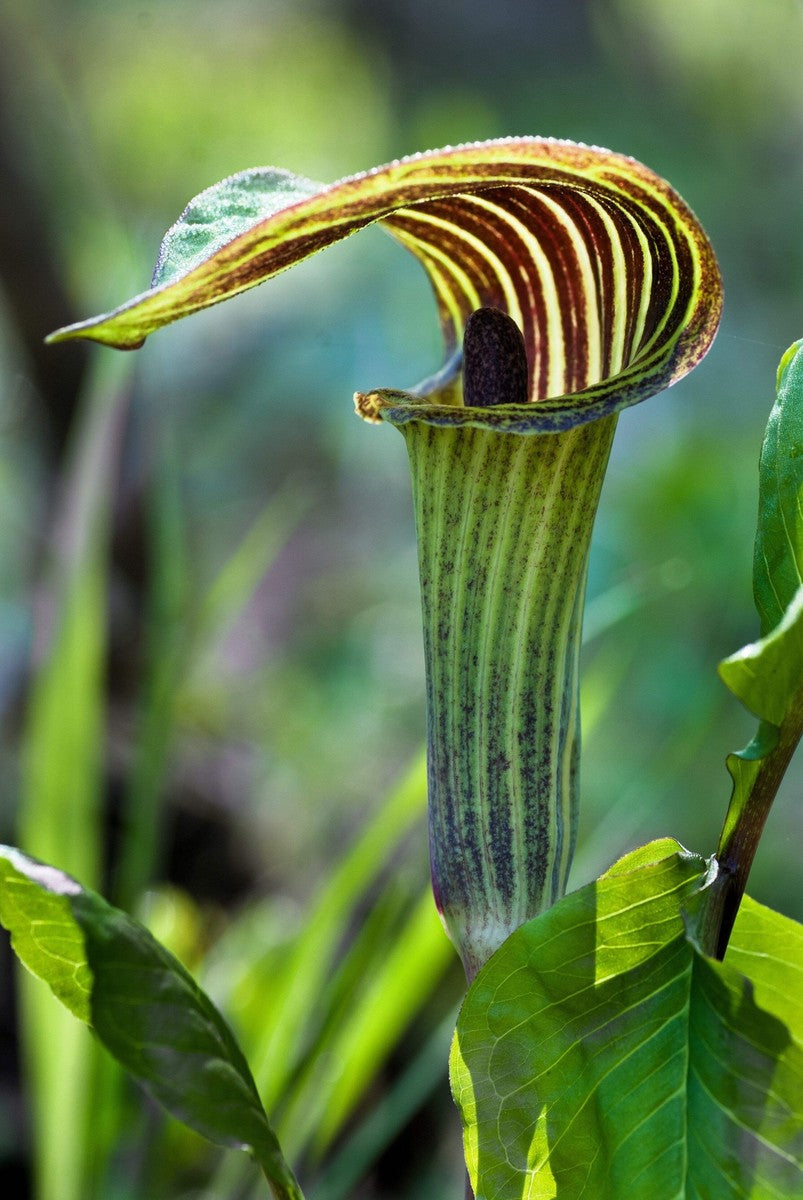Green Arisaema Triphyllum Flower seeds for Planting - Sun Loving, Heirloom & GMO Free Seeds for Home Garden