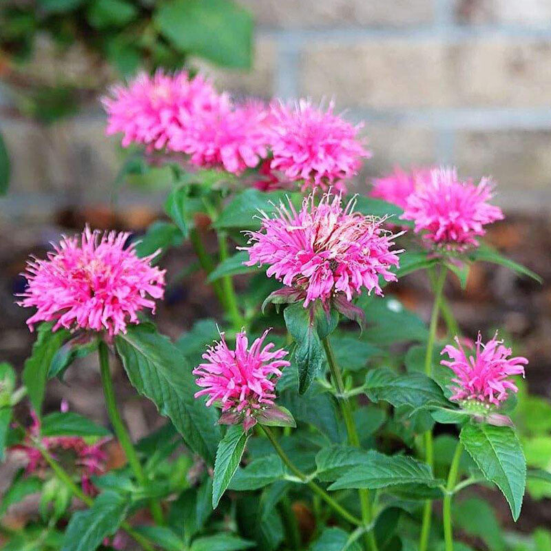 Mix Bergamot Flower seeds for Planting Pollinator Friendly Heirloom & GMO Free Seeds for Home Garden