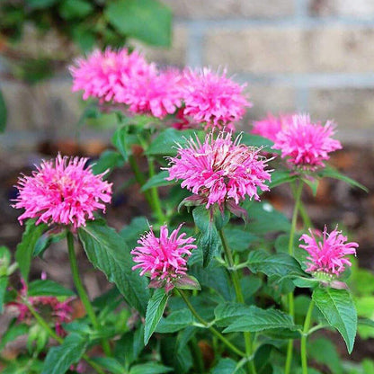 Mix Bergamot Flower seeds for Planting Pollinator Friendly Heirloom & GMO Free Seeds for Home Garden