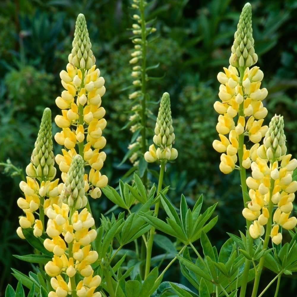 Yellow Bonnets Flower seeds for Planting, Long Bloom Season Heirloom & GMO Free Seeds for Home Garden