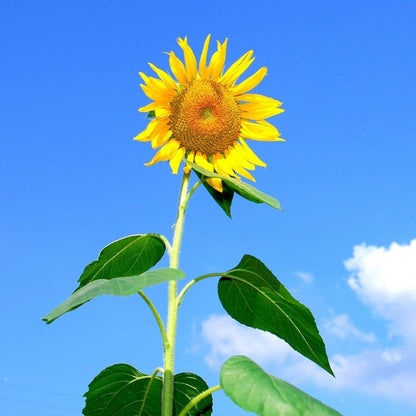 Skyscraper SunFlower seeds for Planting Seasonal Bloomer Heirloom & GMO Free Seeds for Home Garden