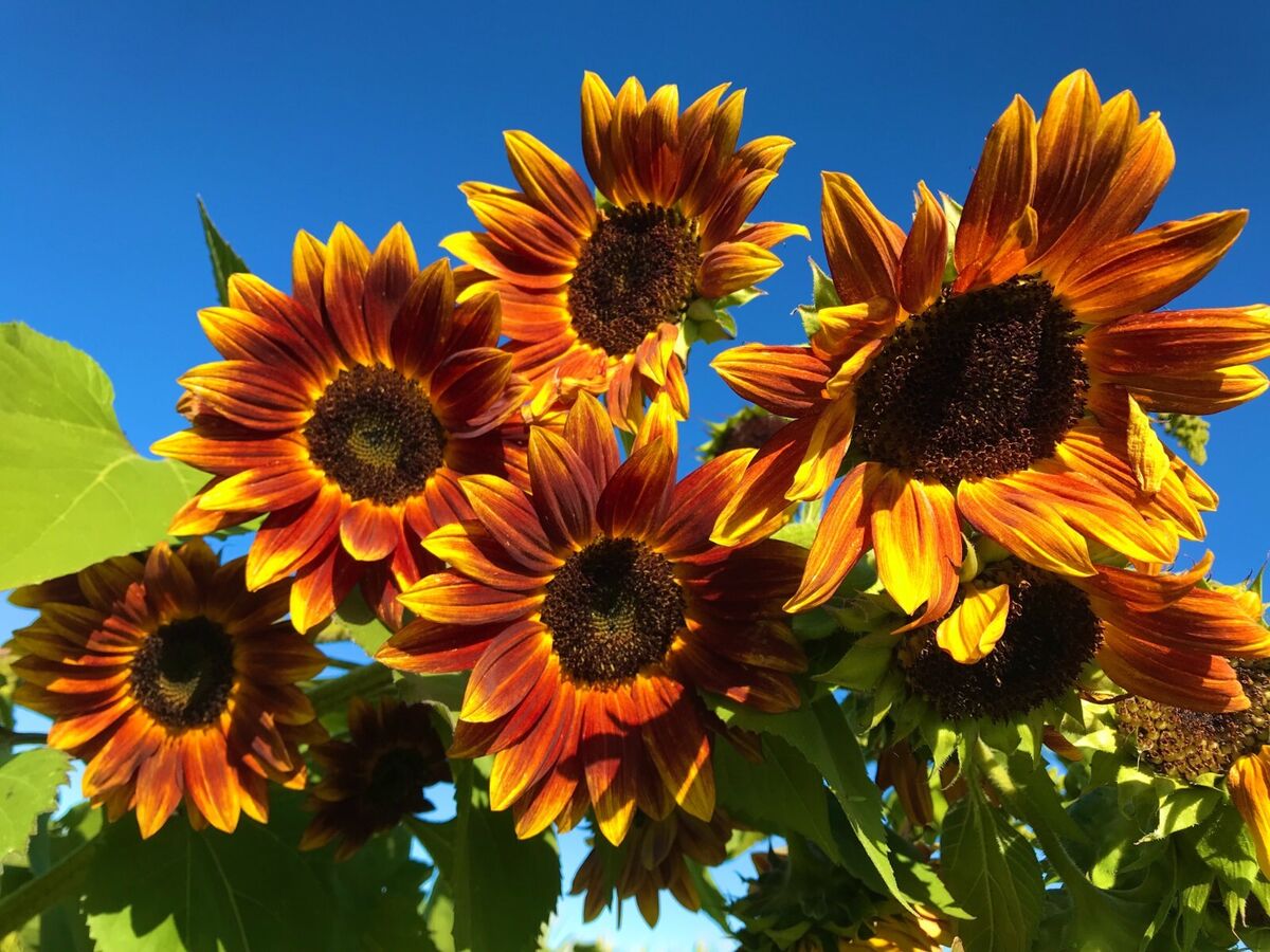 Yellow And Red Sunflower Seeds For Planting Flower