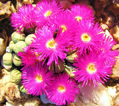 Argyroderma Flower seeds for Planting Hardy Variety Heirloom & GMO Free Seeds for Home Garden