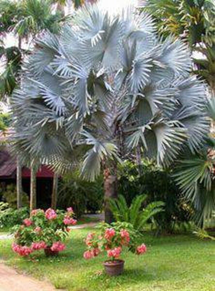Bismarck Palm Tree Seeds For Planting - Exotic Tropical Garden Addition