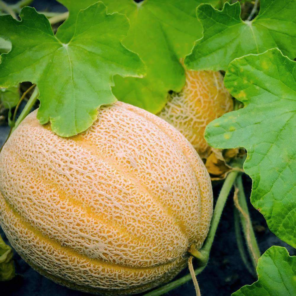 Hale's Best Jumbo Cantaloupe (Cucumis melo) Orange Muskmelon Fruit Seeds