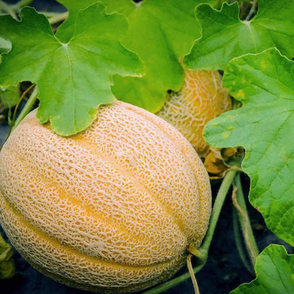 Hale's Best Jumbo Cantaloupe (Cucumis melo) Orange Muskmelon Fruit Seeds